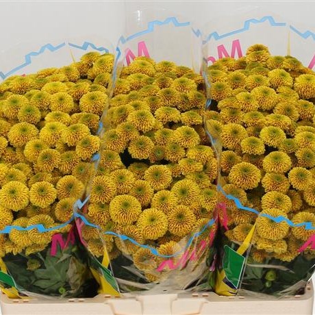 Chrysant san. Doria Orange