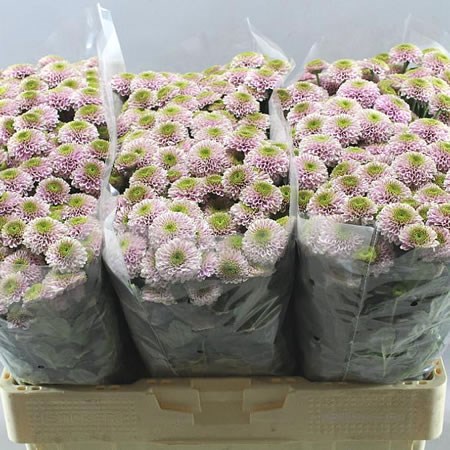 Chrysant san. Doria Pink