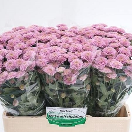 Chrysant san. Ellison
