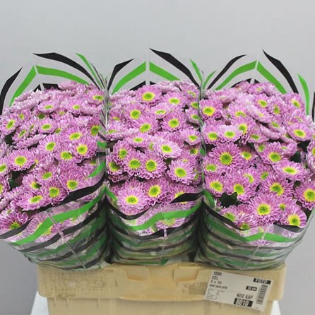 Chrysant san. Java Pink
