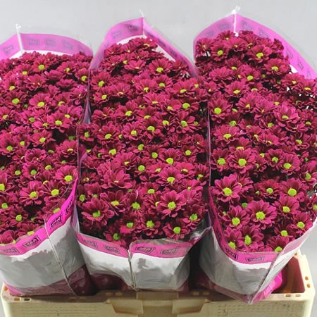 Chrysant san. Jytte