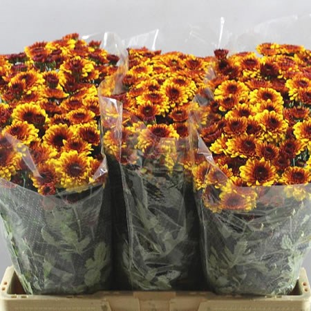Chrysant san. Lexy