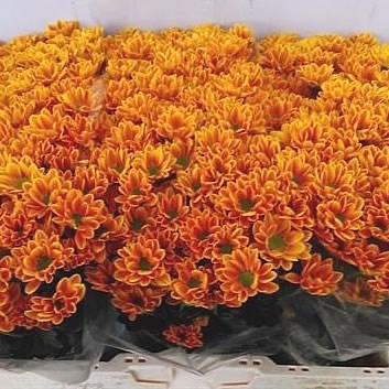 Chrysant san. Lunetta Orange