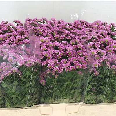 Chrysant san. Madiba Tanga Pink
