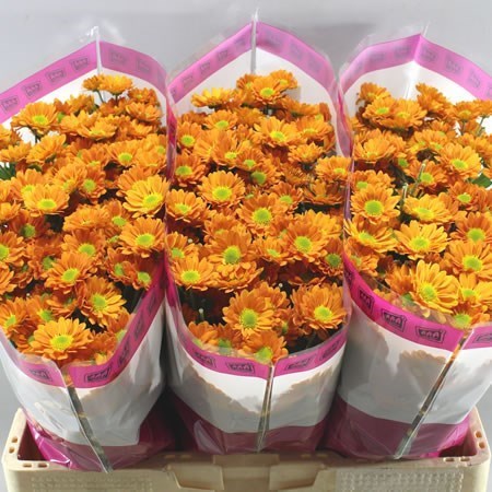 Chrysant san. Mango