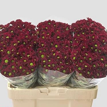 Chrysant san. Marek
