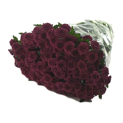 Chrysant san. Quinty