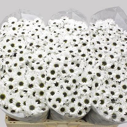 Chrysant san. Yin Yang