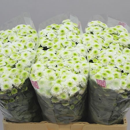 Chrysant san. aaa Cloud