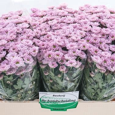 Chrysant san. rossi pink