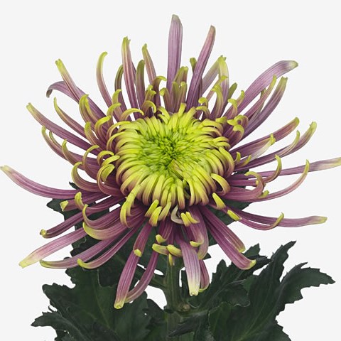 Chrysant sgl. Baltazar