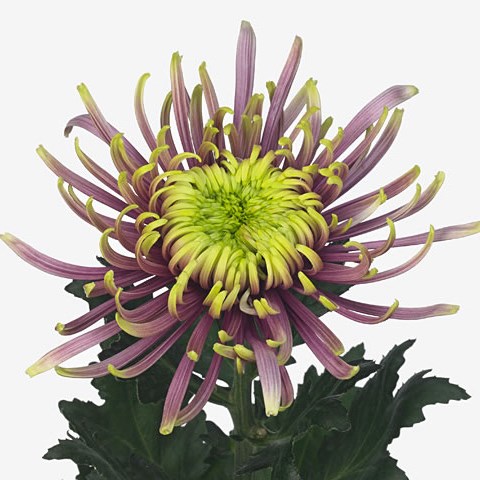 Chrysant sgl. Baltazar