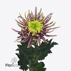 Chrysant sgl. Baltazar