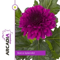 Chrysant sgl. Barca Splendid