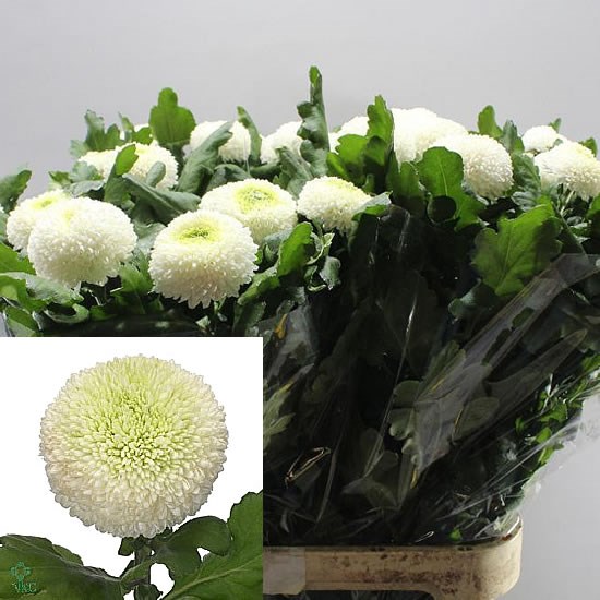 Chrysant sgl. Boris Becker