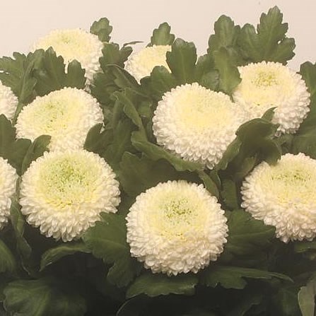 Chrysant sgl. Boris Becker