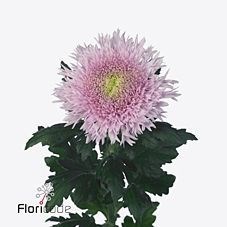 Chrysant sgl. Etrusko