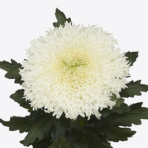 CHRYSANT SGL. ETRUSKO WHITE