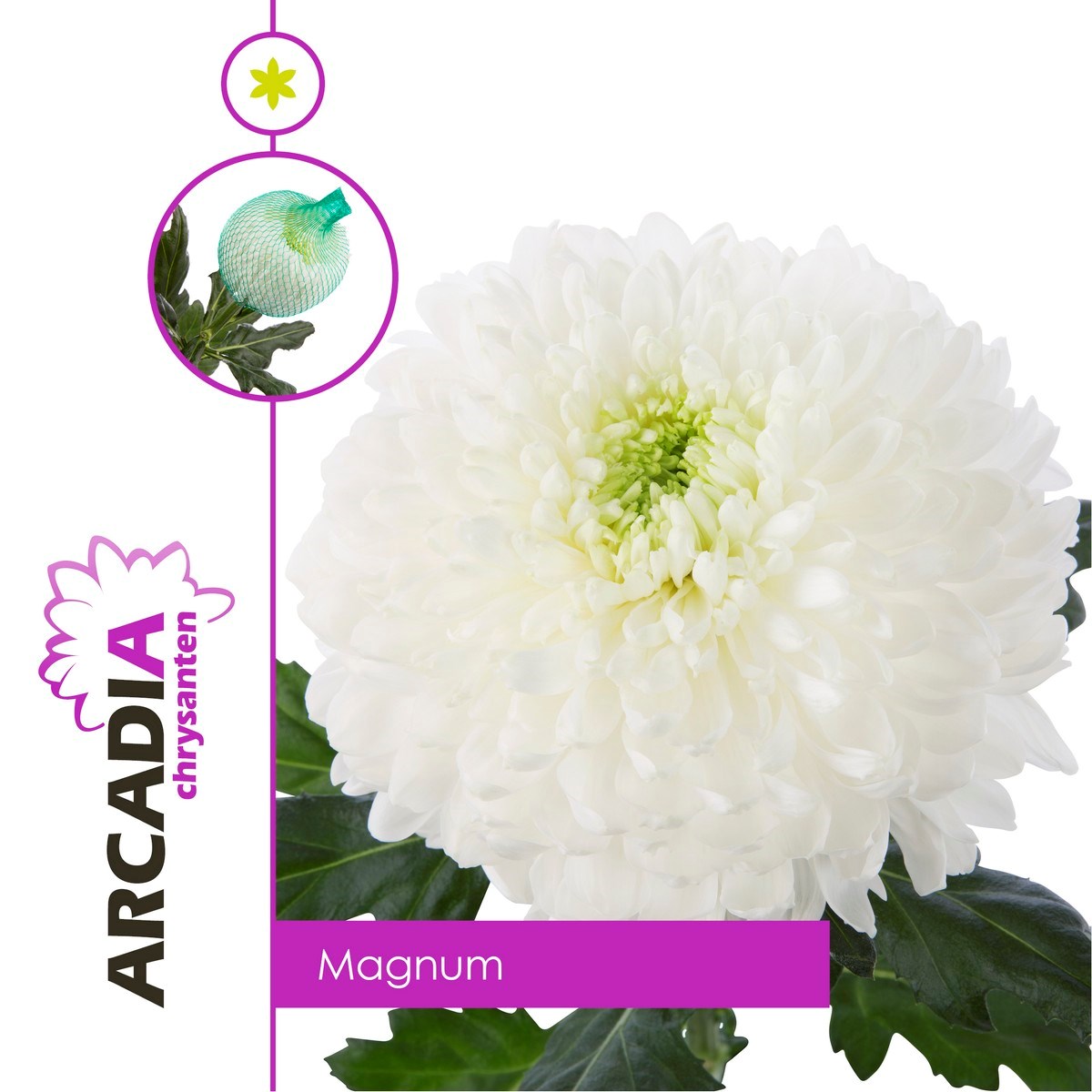 Chrysant sgl. Magnum