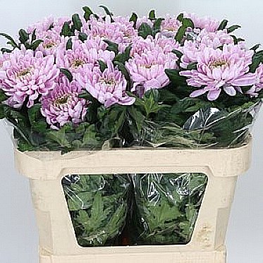 Chrysant sgl. Rossano