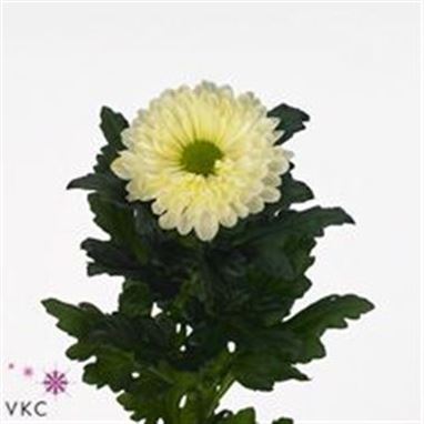 Chrysant sgl. Sheik