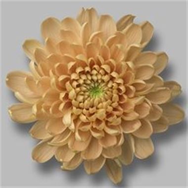 Chrysant sgl. Aljonka Salmon