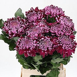Chrysant sgl. gilbert light purple