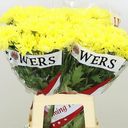 Chrysant spr. Baltica Yellow