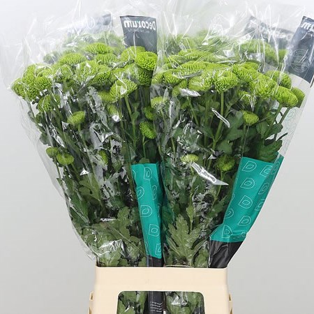 Chrysant spr. Code Green