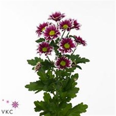 Chrysant spr. haydar