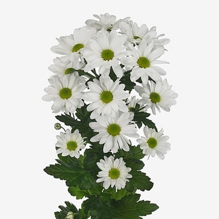 Chrysant spr. Kennedy