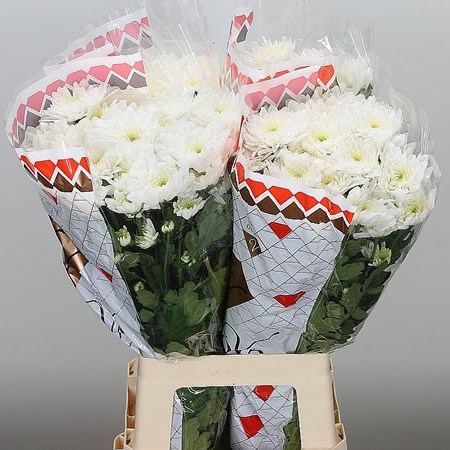 Chrysant spr. Pina Colada White