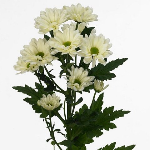 Chrysant spr. Prosecco