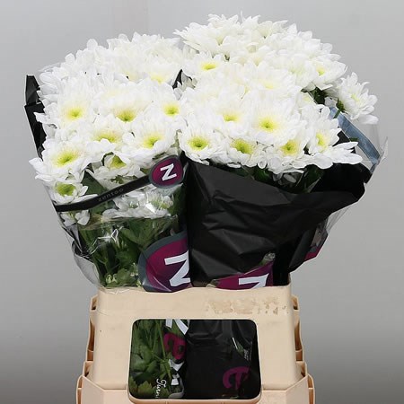 Chrysant spr. Radost