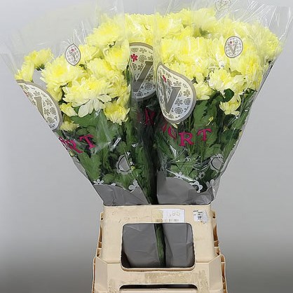 Chrysant spr. Zembla Cream