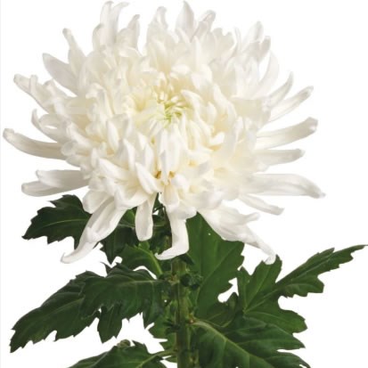 Chrysant.Sgl. Skystar