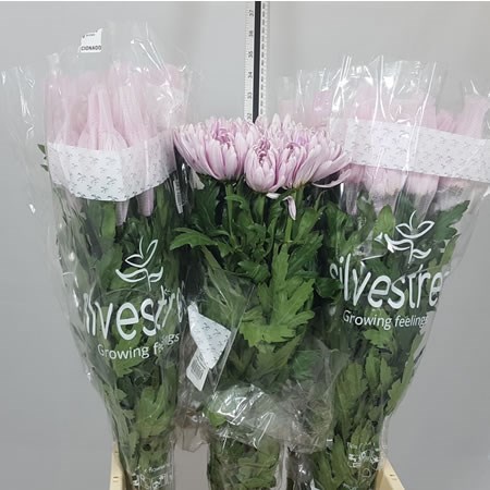 Chrysant Sgl. Anastasia Pink (Colombia)