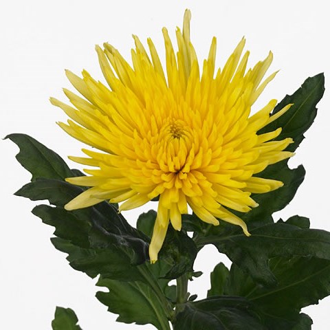 Chrysant Sgl. Anastasia Yellow (Colombia)