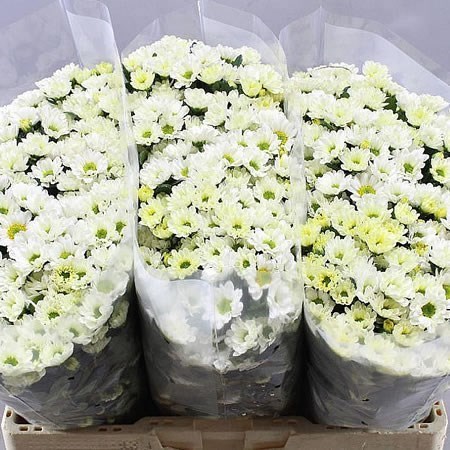 Chrysanth San. Rossi White
