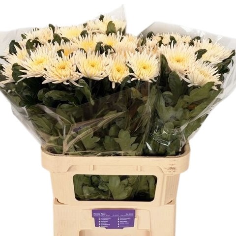 Chrysanth Sgl. Anastasia Star White