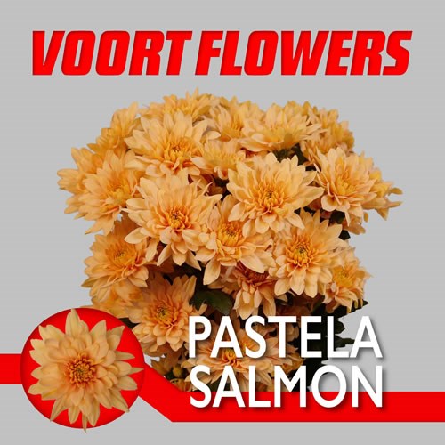 Chrysanth Spr. Pastela Salmon