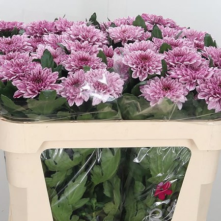 Chrysant sgl. pip