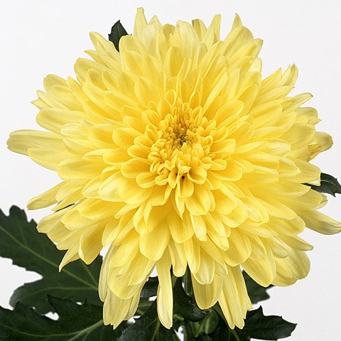 Chrysant sgl. zembla yellow