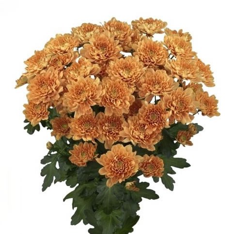 Chrysant Spr. Kalimba Orange