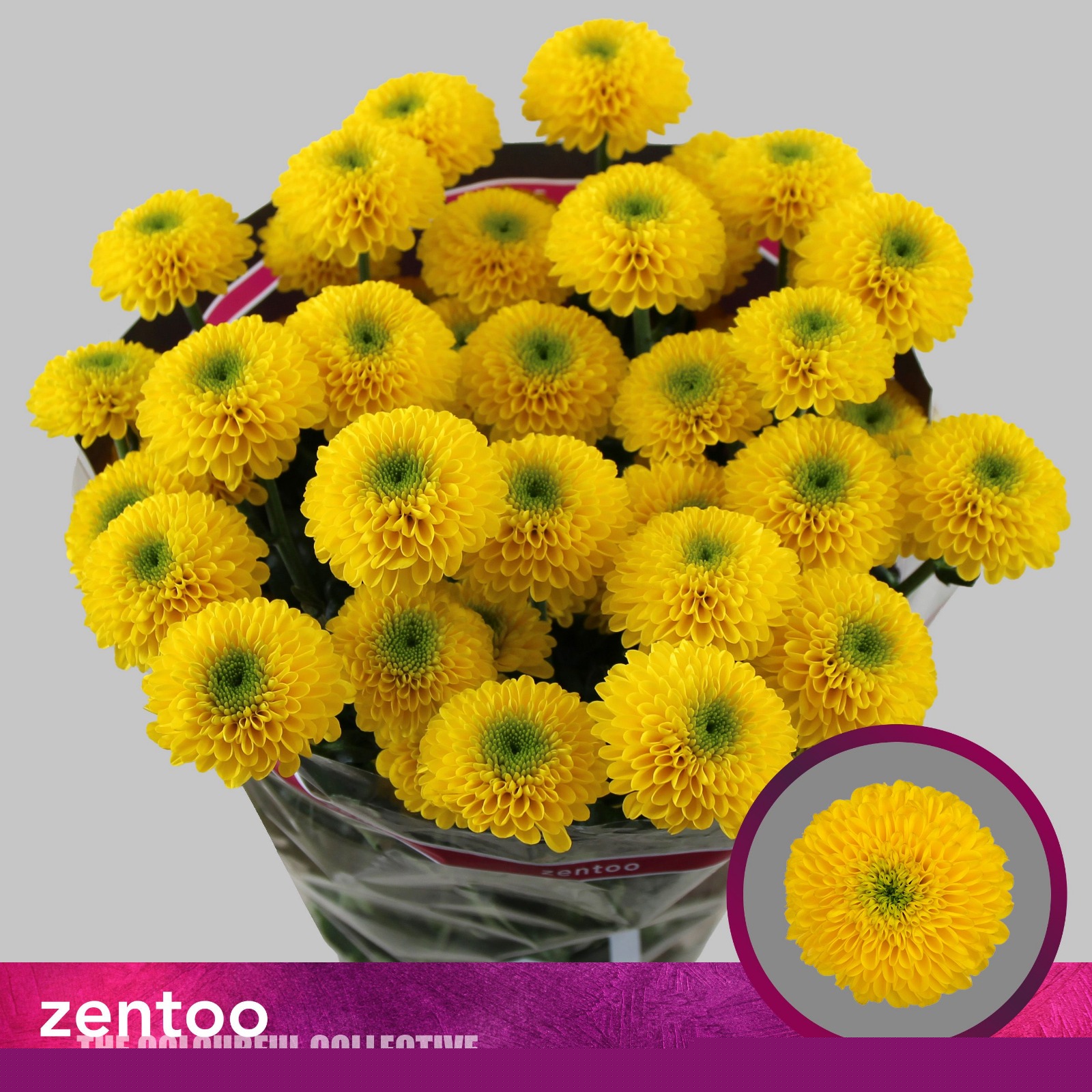 Chrysant Spr. Letitbe