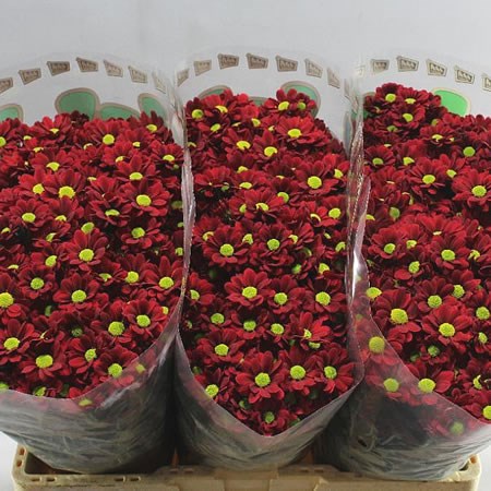 Chrysant san. adora