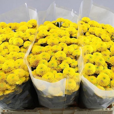 Chrysant san. aurinko
