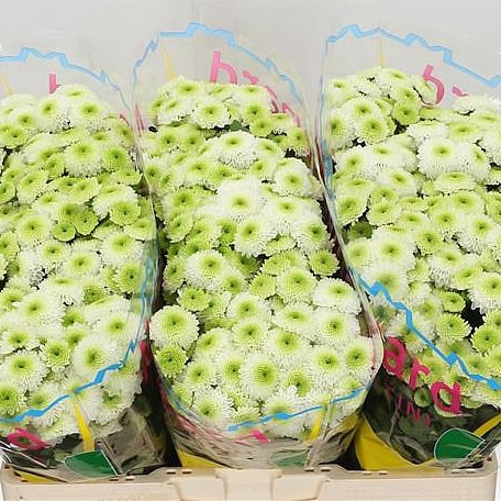 Chrysant san. ferry