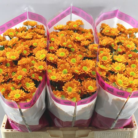 Chrysant san. hilda