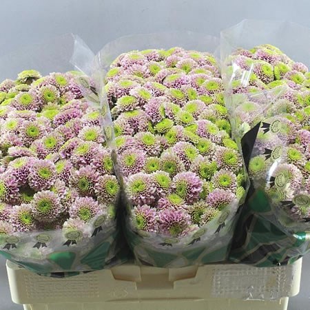 CHRYSANT SAN. Jeanny